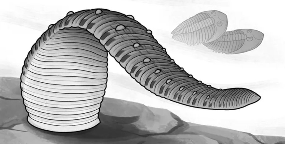 пиявка, окаменелость пиявки