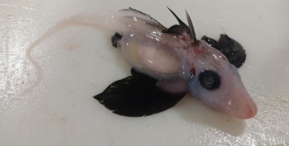 "примарна акула", чорні очі, великі плавники, фото