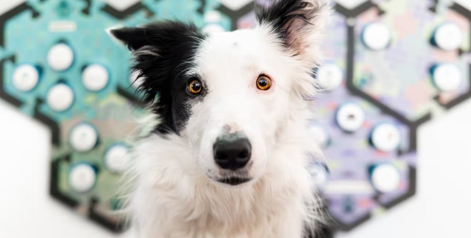 собаки, собаки спілкування, собаки звукові панелі