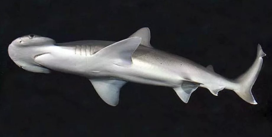 Малая молот-рыба. Фото: D. Ross Robertson/Wikimedia