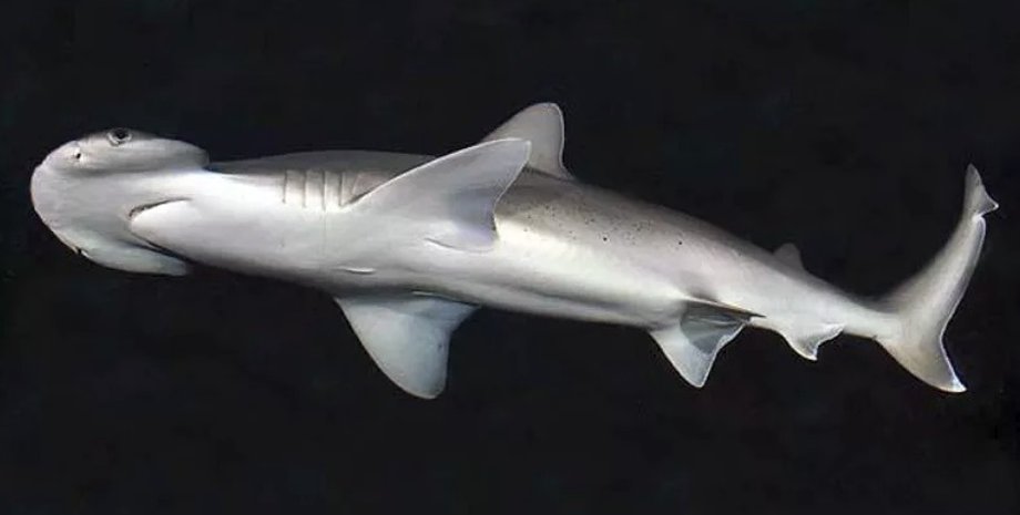 Малая молот-рыба. Фото: D. Ross Robertson/Wikimedia