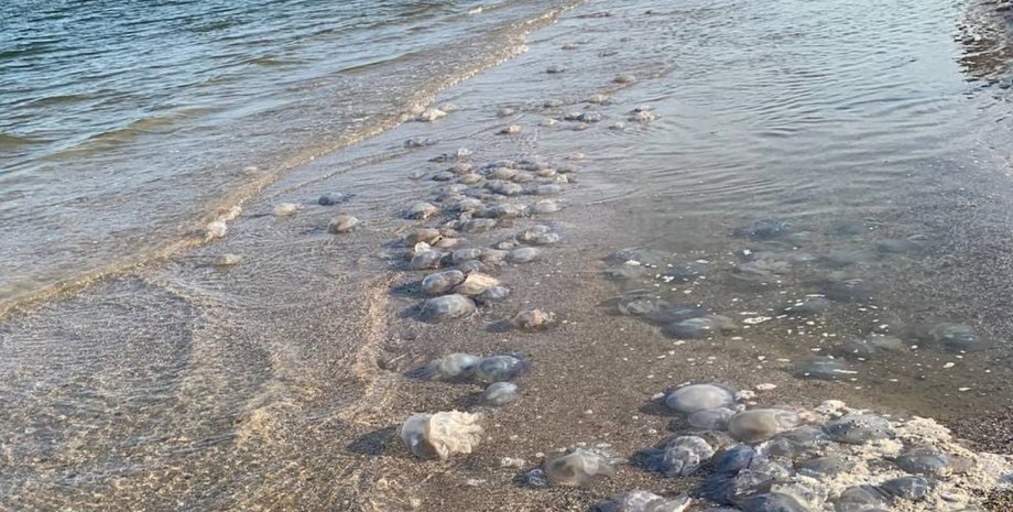 В МОЗ рассказали, что нужно делать при ожоге от медузы