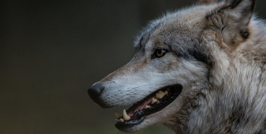 волки, охотники, приручение