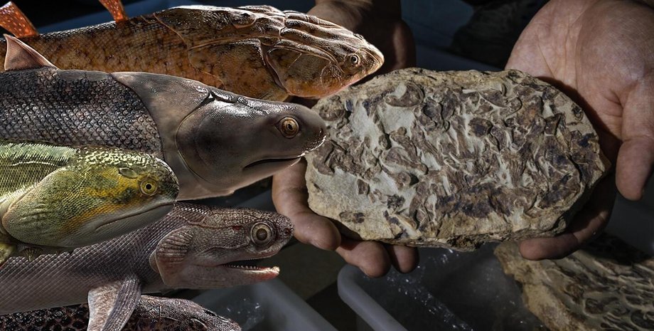 скам'янілості, еволюція, риби