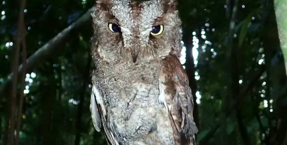 сова, сплюшка