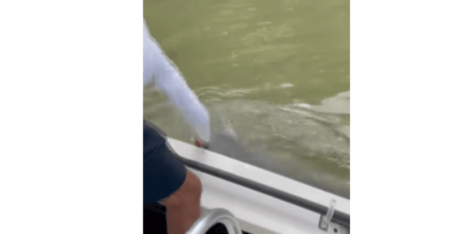 нападение акулы