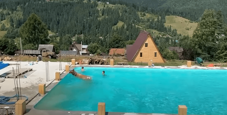 корова в бассейне