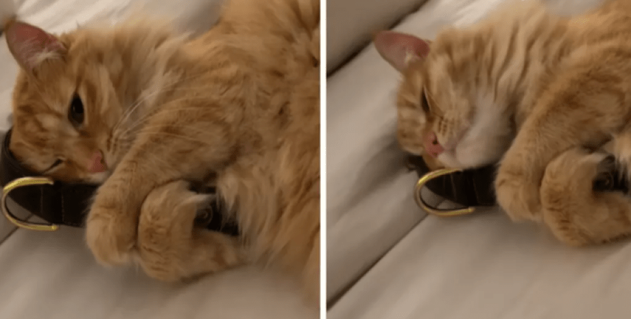 Кошка скучает по собаке кошка обнимает ремень