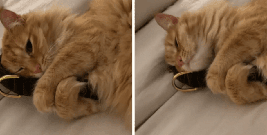 кошка обнимает ремень