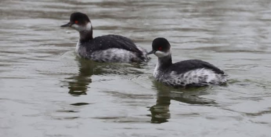 пірникоз чорношиїх