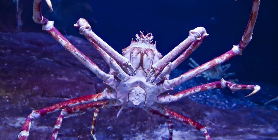 краб-павук, японський краб-павук