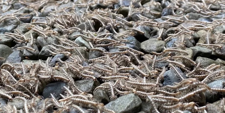 Река из многоножек, многоножки, членистоногие, живая река, живая масса, напугали туристов, мурашки по коже, необычное явление