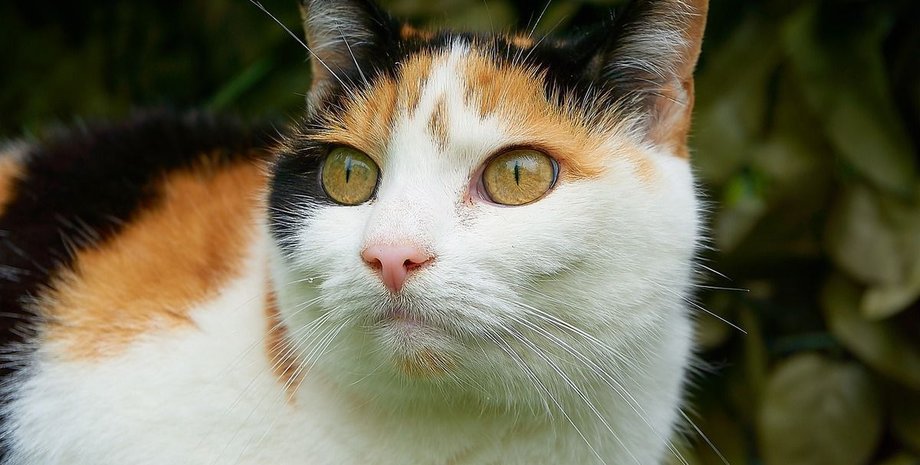 Кот с интересным узором на шерсти, как назвать кота, интересные идеи, приколы, курьезы, животные, домашние любимцы