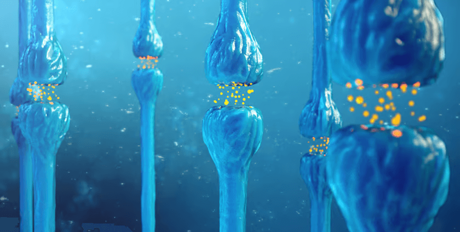 синапси, сполуки, нейрони, нервові клітини