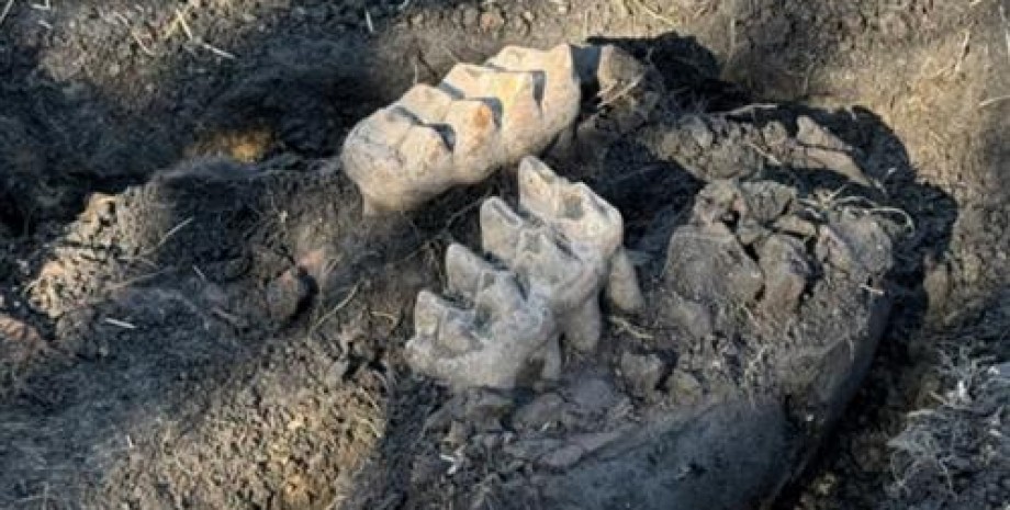 Окаменелости челюсть мастодонта, окаменелости, кости мастодонта, зубы мастодонта