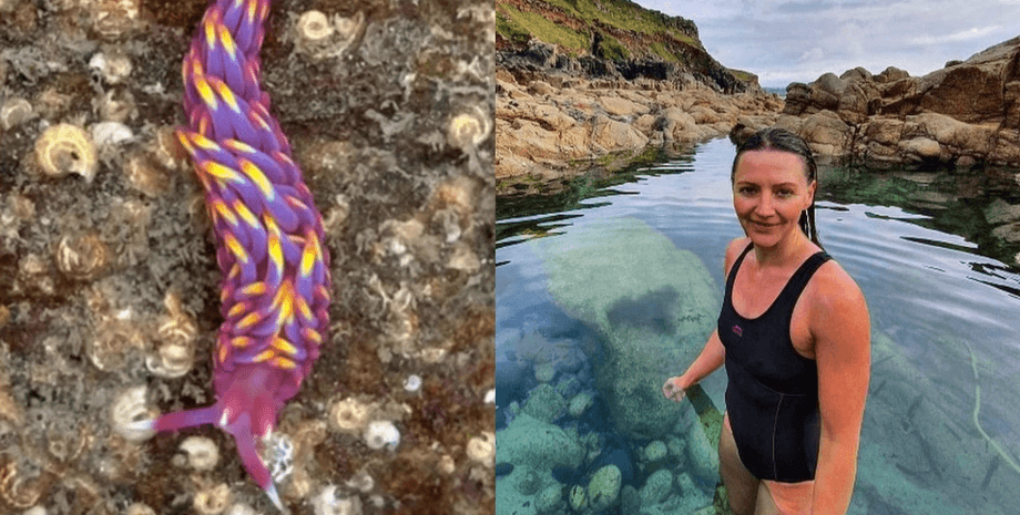 Морское существо, радужное морское существо, редкое морское существо, необычная находка, Babakina anadoni, моллюск, редкое существо