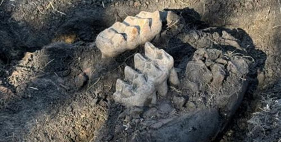щелепа мастодонта, скам’янілості, кістки мастодонта, зуби мастодонта