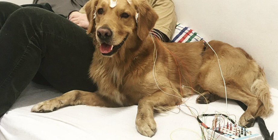 собака, ЭЭГ, речь