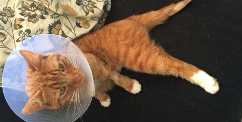 Кот Том Артур / Фото: PDSA