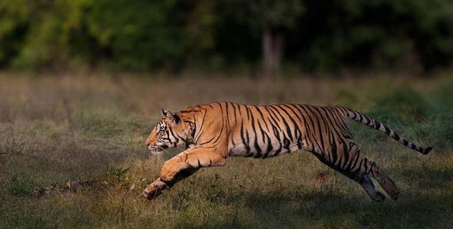 Фото: Nitish Madan / WWF-International