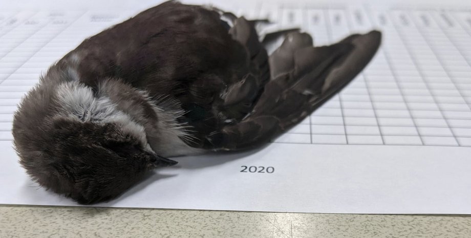 США, мертвые птицы, изменение климата