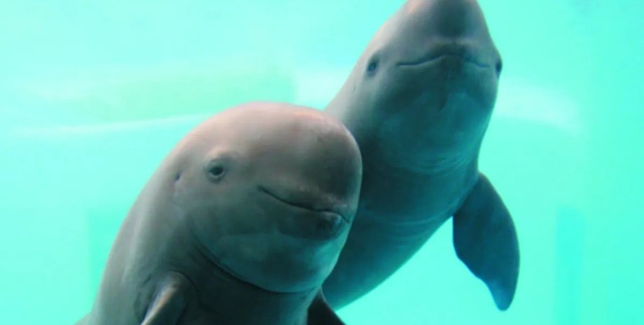 морские свиньи