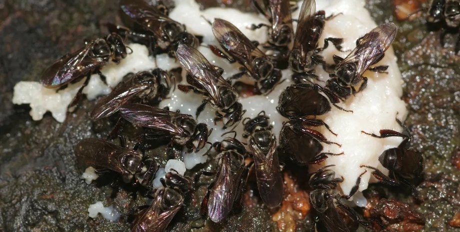 пчелы стервятники питание