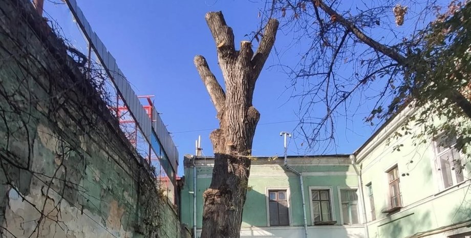 Пушкинский тополь, Одесса