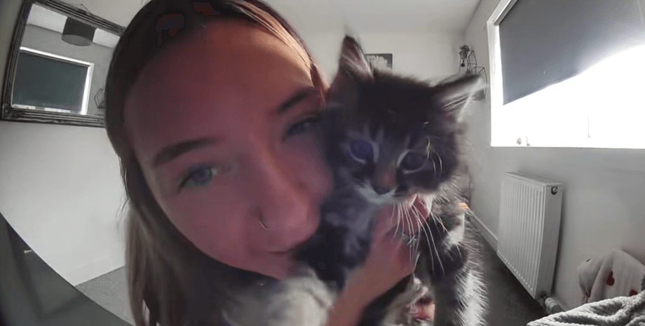 Хозяйка кота, кот, кошка, вирусное видео, котенок, команда хозяйки, дрессировка животных, умный кот, кот машет лапой,