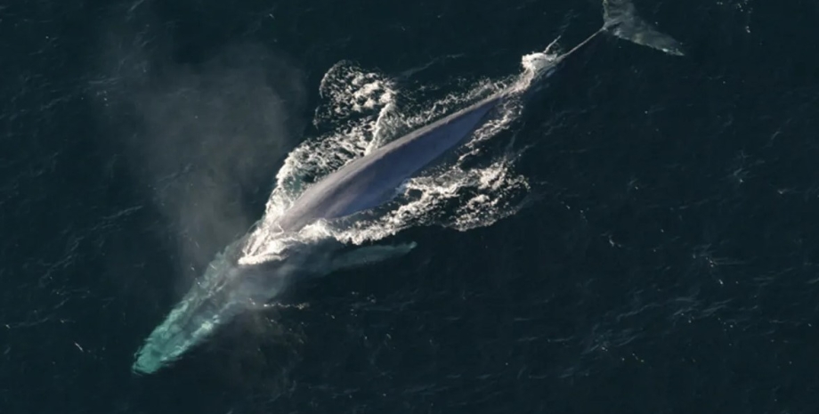 синій кит, популяція синіх китів, найбільший кит