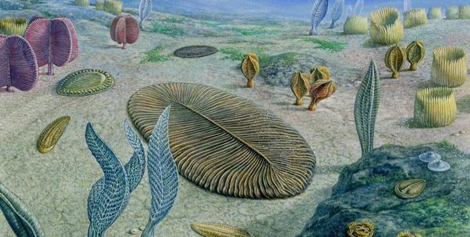 эдиакарские биоты, океаны, гены