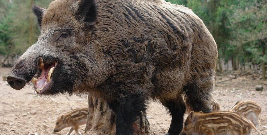 Фото: hozyajskijhutor.ru