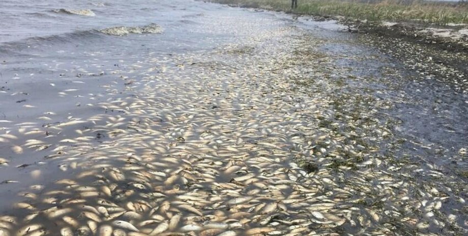 мор риби, дохла риба, мор дніпро
