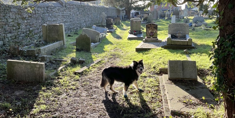 Пес на кладовищі, поховання, цвинтар, знахідки