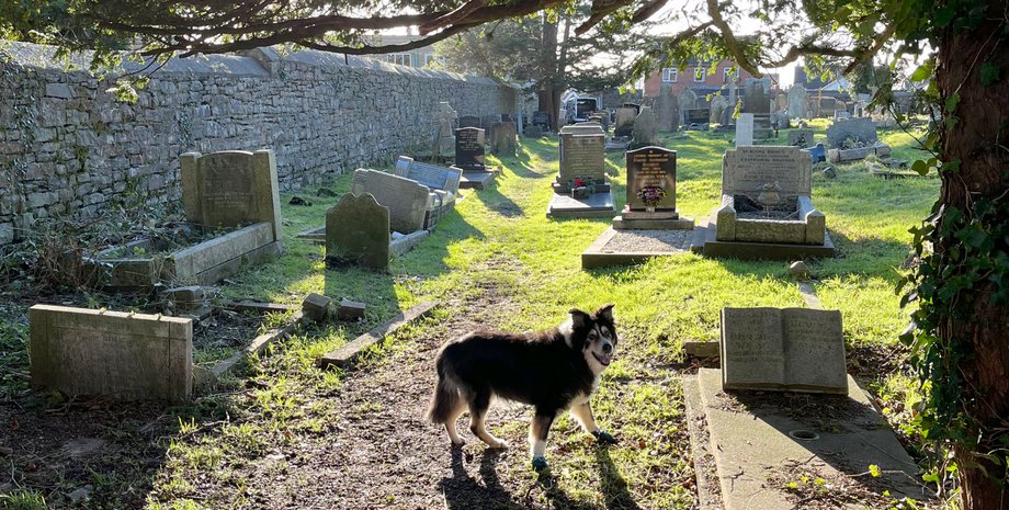 Пес на кладбище, захоронение, кладбище, находки