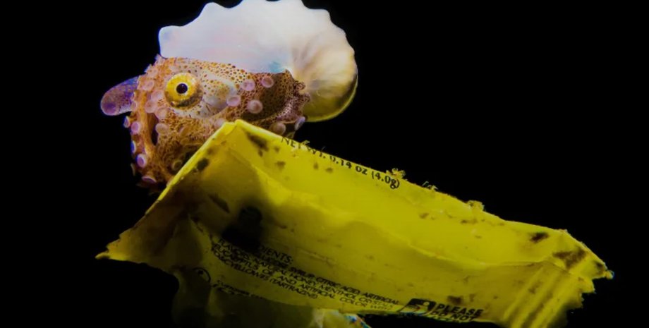 осьминог, осьминог аргонавт