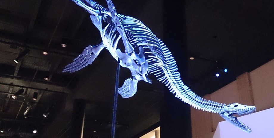 динозавр, Плезиозавры