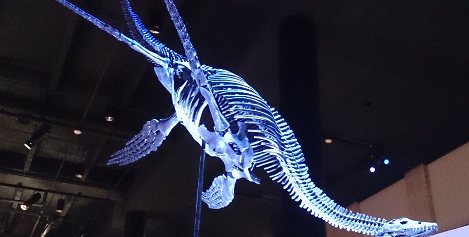 динозавр, Плезиозавры