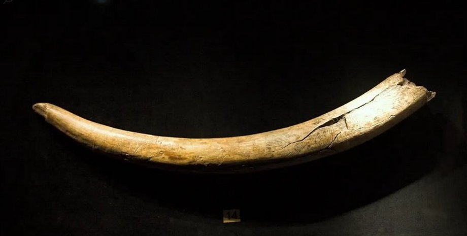 бивень, мамонт