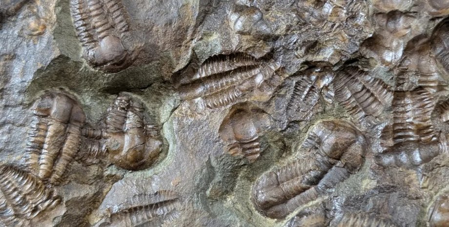 У кембрійський період щось трапилося з життям на Землі: вчені досі не знають, що це було