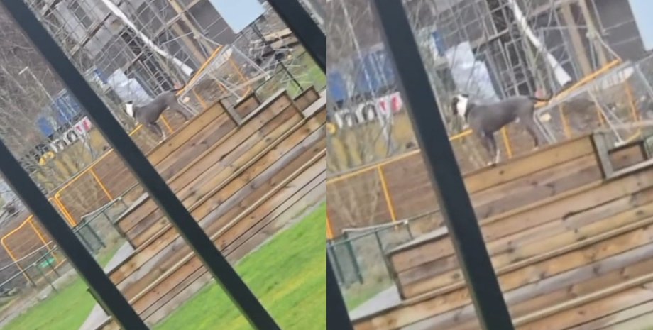 Думав, що його покинули: собака запанікував у парку, та далі сталося неочікуване