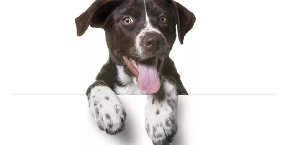 Долголетие собак, срок жизни собак, собаки-долгожители, возраст собак, как продлить жизнь собаке