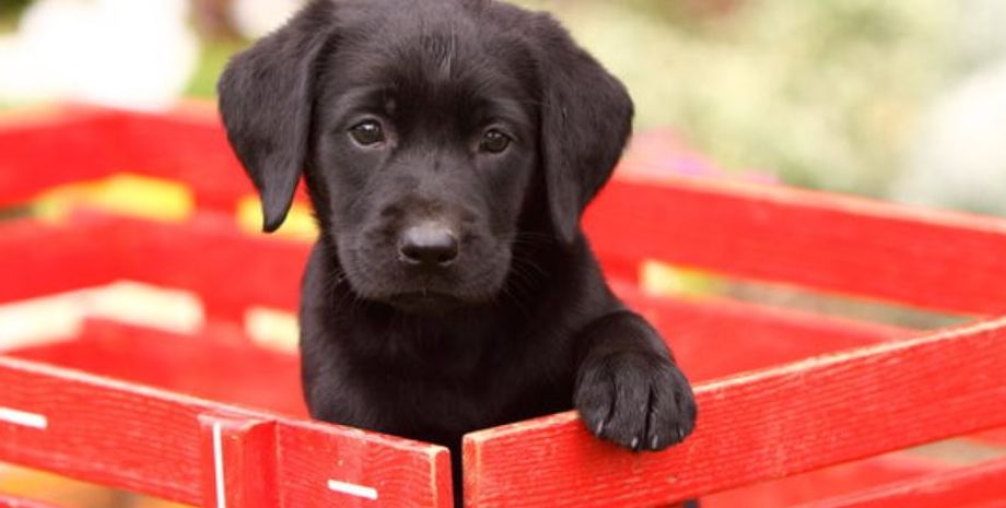 Породы собак, ошибка, приют, интересные истории из жизни, курьезы, странные случаи, интересности