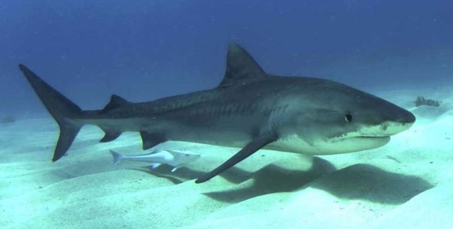 тигрова акула, молода тигрова акула