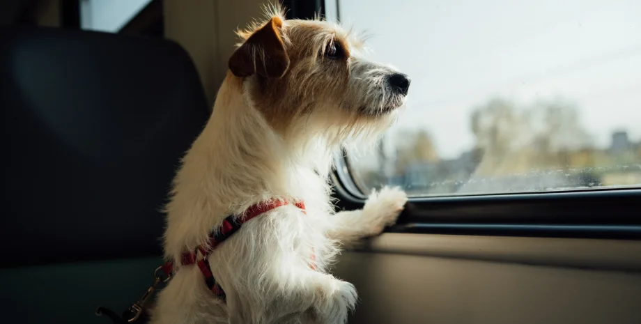 Выезд из Украины с животным