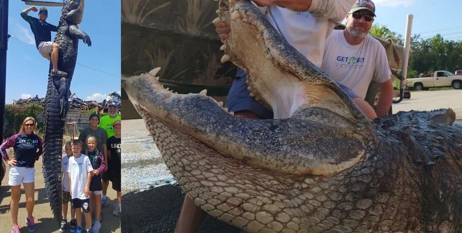 аллиатор, флорида аллигатор