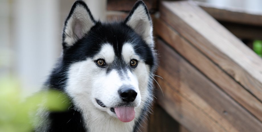 собака, самосознание, человек