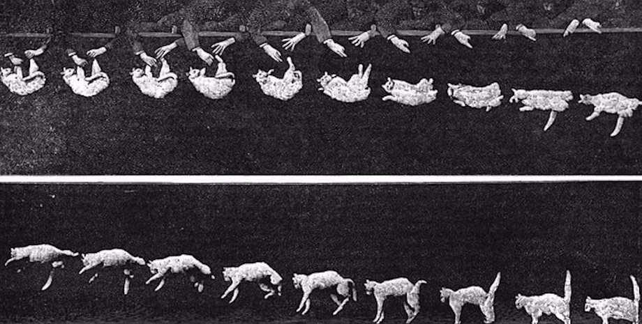 кошки падение кошки