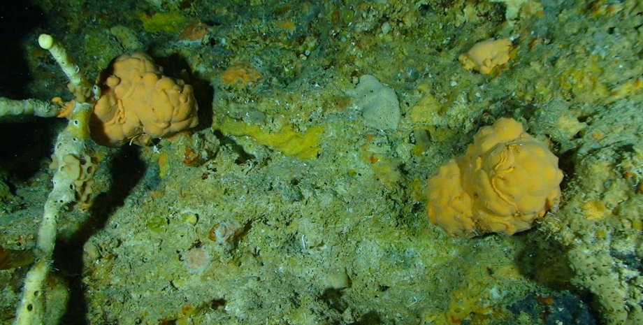 океан, морские губки