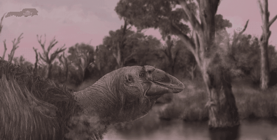 череп, окаменелость, птица, клюв, Австралия, утка, озеро, останки, голова, исследование, описание